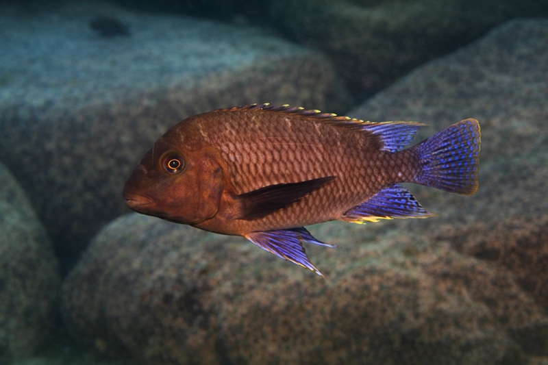 Petrochromis famula 'Cape Kapemba'